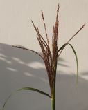 Miscanthus sinensis