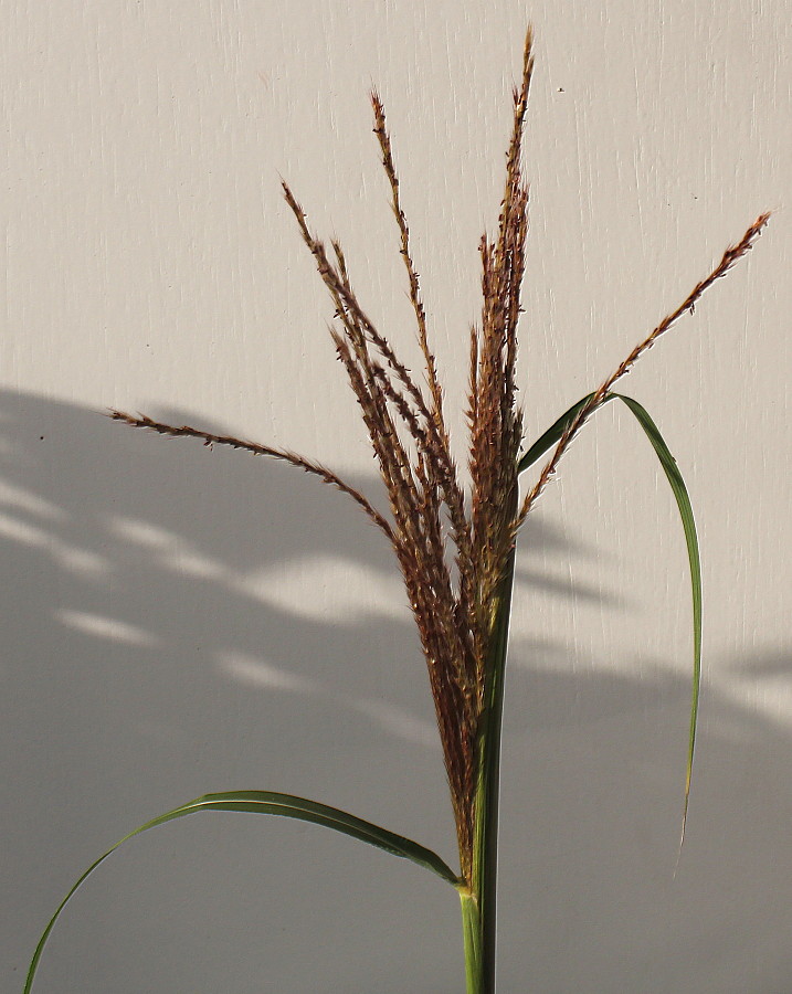 Изображение особи Miscanthus sinensis.