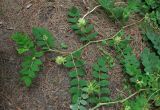 Astragalus glycyphyllos