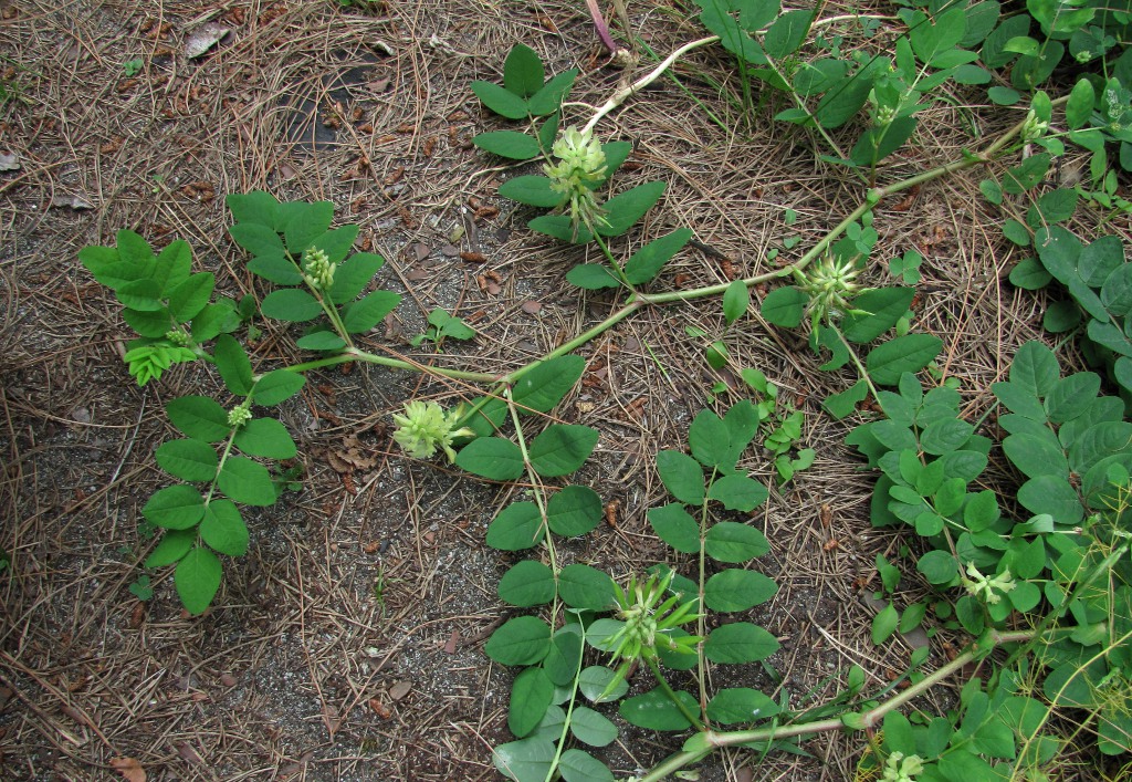 Изображение особи Astragalus glycyphyllos.