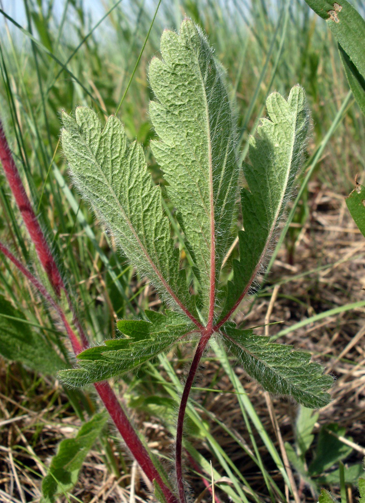 Изображение особи Potentilla recta.