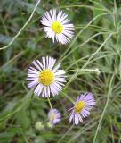 Erigeron annuus подвид lilacinus. Соцветия. Курская обл., г. Железногорск, ур. Опажье. 26 июля 2006 г.