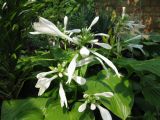 Hosta plantaginea