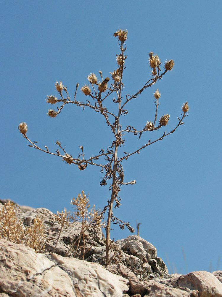 Image of Centaurea × comperiana specimen.