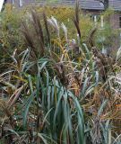 Miscanthus sinensis. Верхняя часть растений с соцветиями. Германия, г. Кемпен, в парке. 26.10.2012.