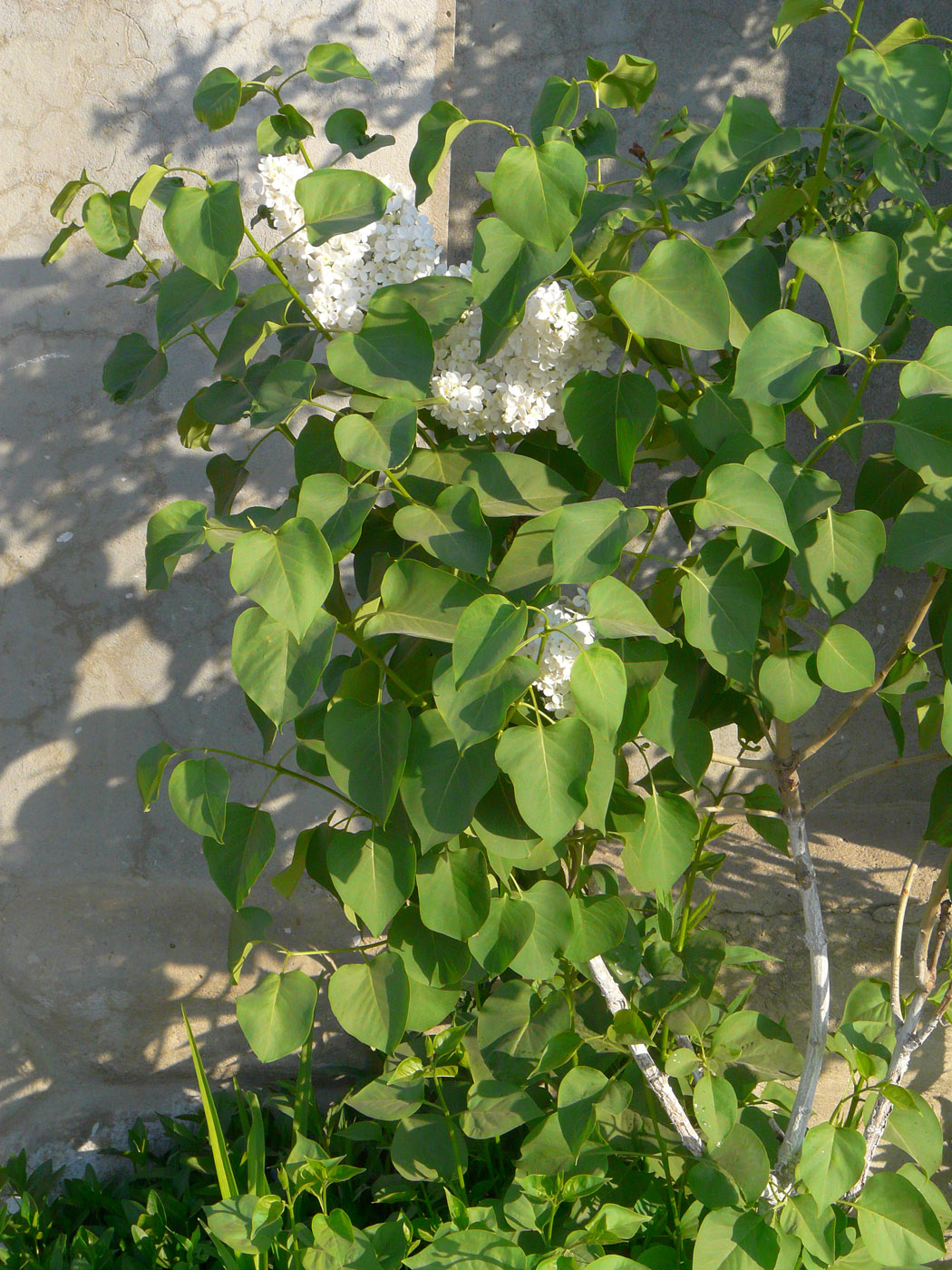 Изображение особи Syringa vulgaris.