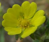 Potentilla heptaphylla