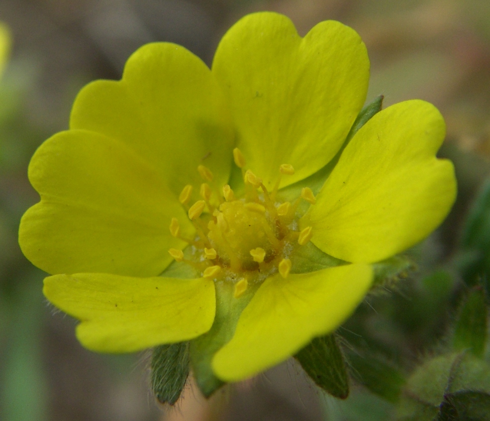 Image of Potentilla heptaphylla specimen.