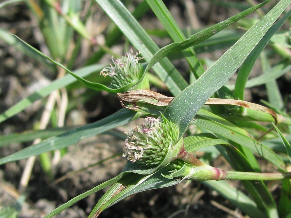 Image of Crypsis aculeata specimen.