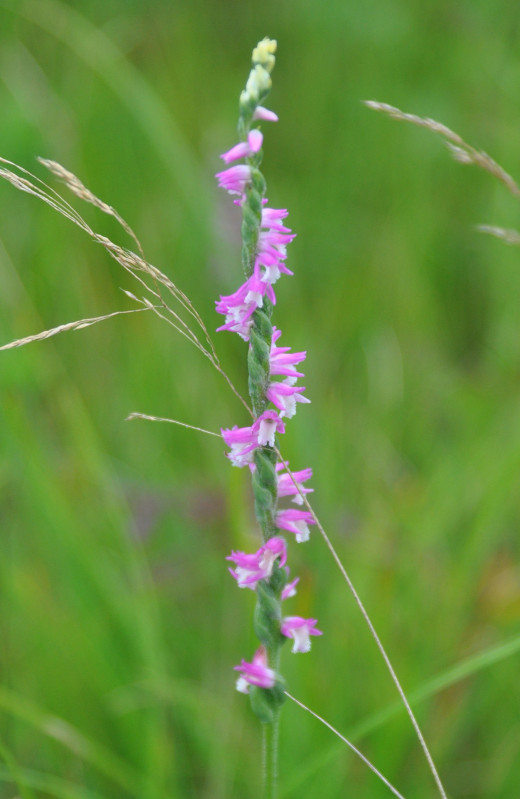 Изображение особи Spiranthes australis.