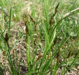 Carex leporina