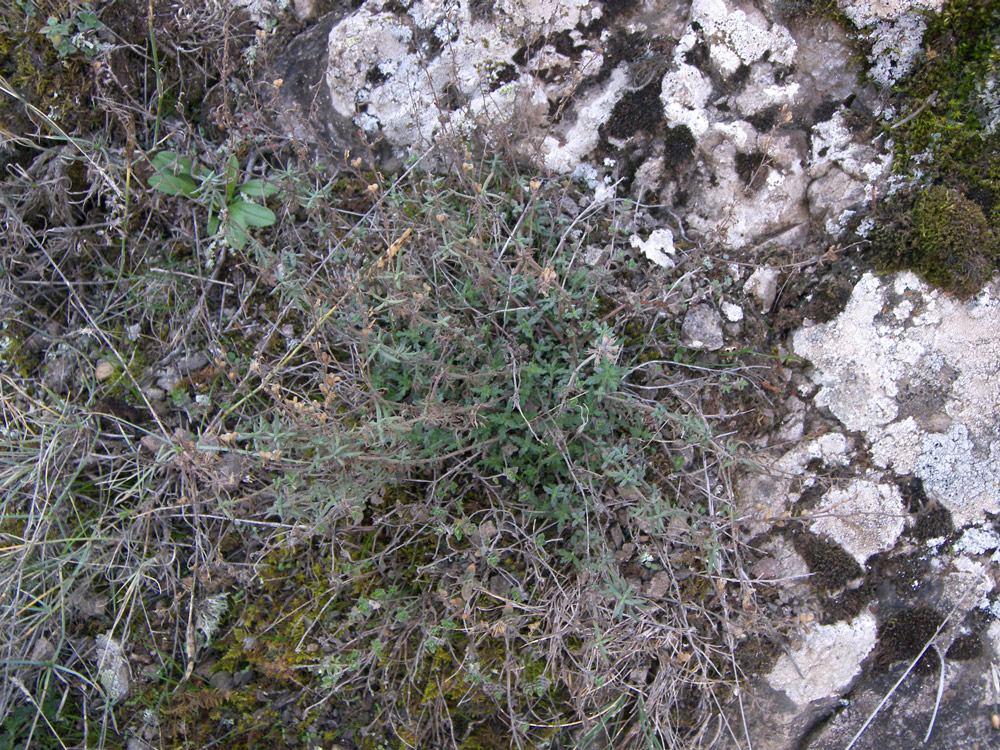 Image of Veronica multifida specimen.