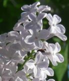 Syringa vulgaris. Верхушка соцветия. Подмосковье, г. Одинцово, придомовые посадки. Май 2010 г.