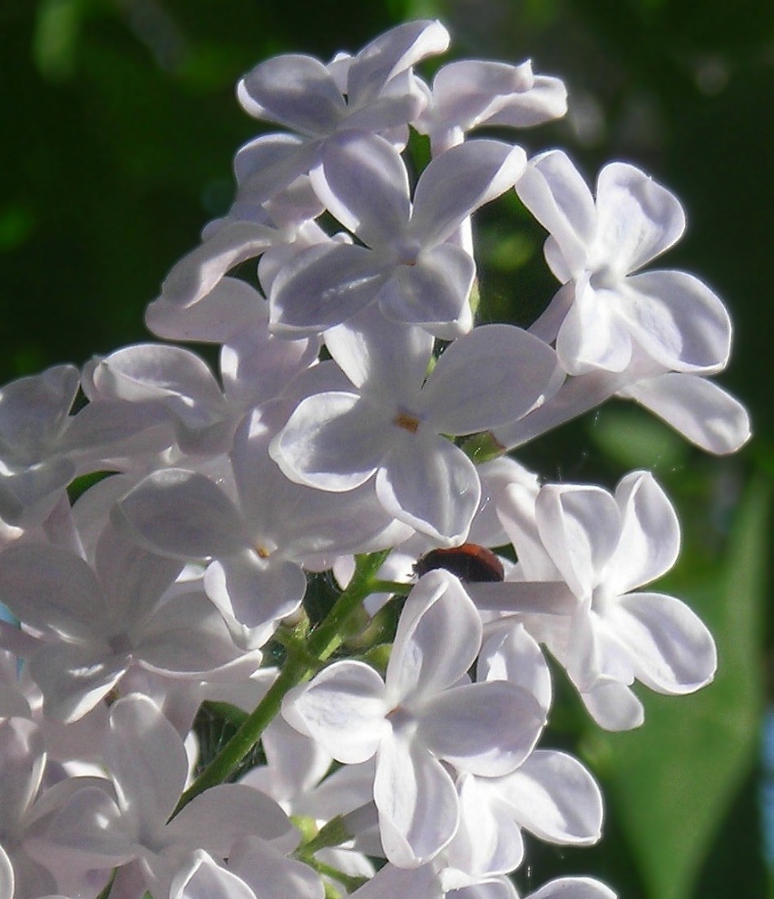 Изображение особи Syringa vulgaris.