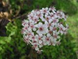 Darmera peltata