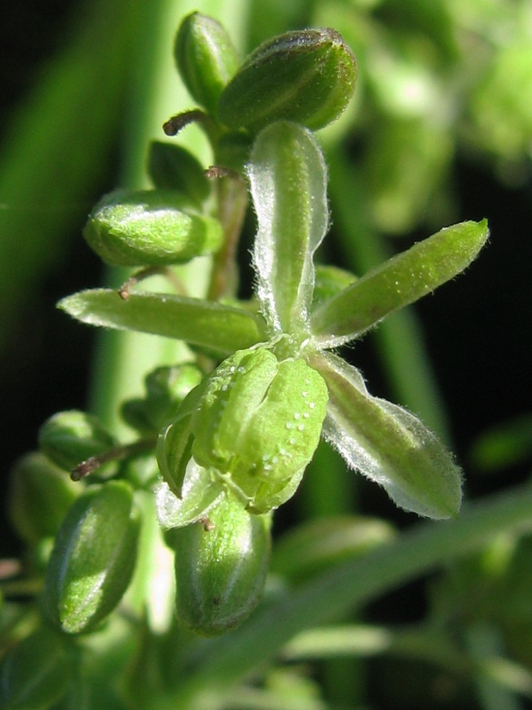 Image of Cannabis sativa var. spontanea specimen.