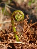 Dryopteris assimilis. Разворачивающийся лист (вайя). Мурманская обл., Североморский р-н, березняк в пойме р. Грязная. 23.05.2009.