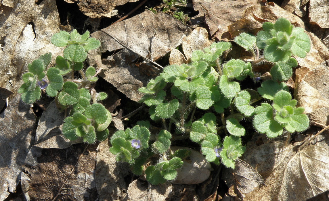 Image of Veronica triloba specimen.