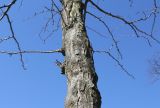 Gleditsia triacanthos. Ствол и нижняя часть кроны покоящегося дерева ('Sunburst'). Германия, г. Кемпен, в школьном дворе. 27.03.2013.