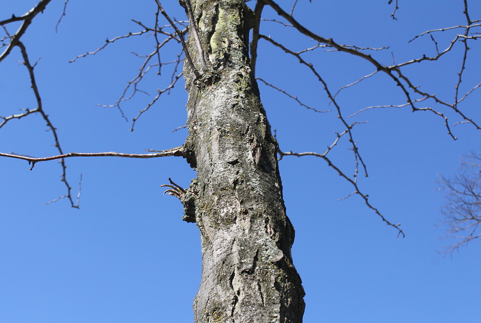 Изображение особи Gleditsia triacanthos.