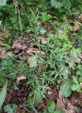 Corydalis tarkiensis