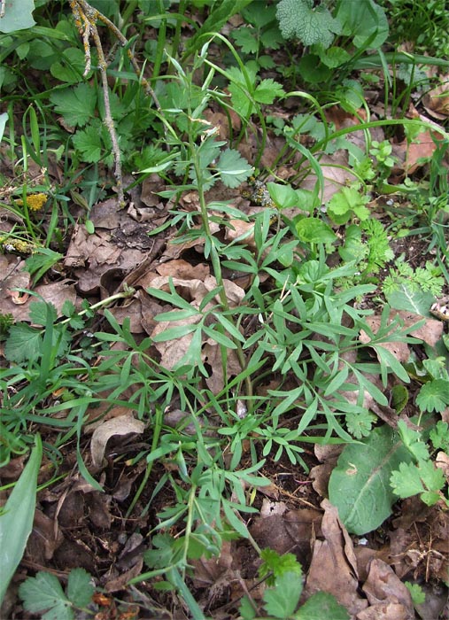 Image of Corydalis tarkiensis specimen.