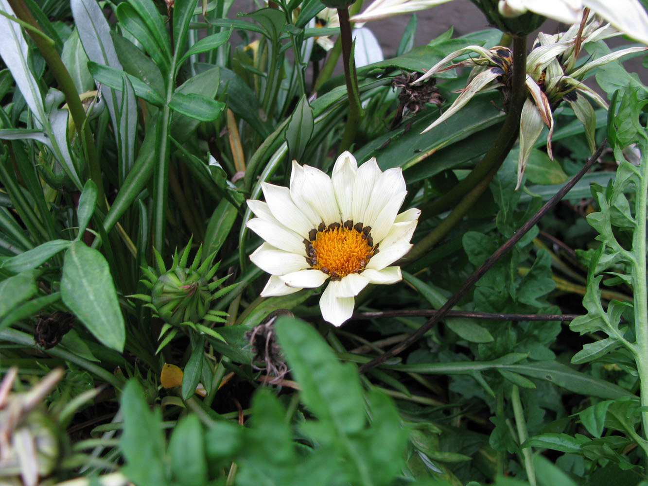 Изображение особи род Gazania.