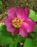 Paeonia daurica. Цветок. Крым, окр. Ялты, пос. Голубой Залив, дубово-грабинниковый лес. 30 апреля 2013 г.