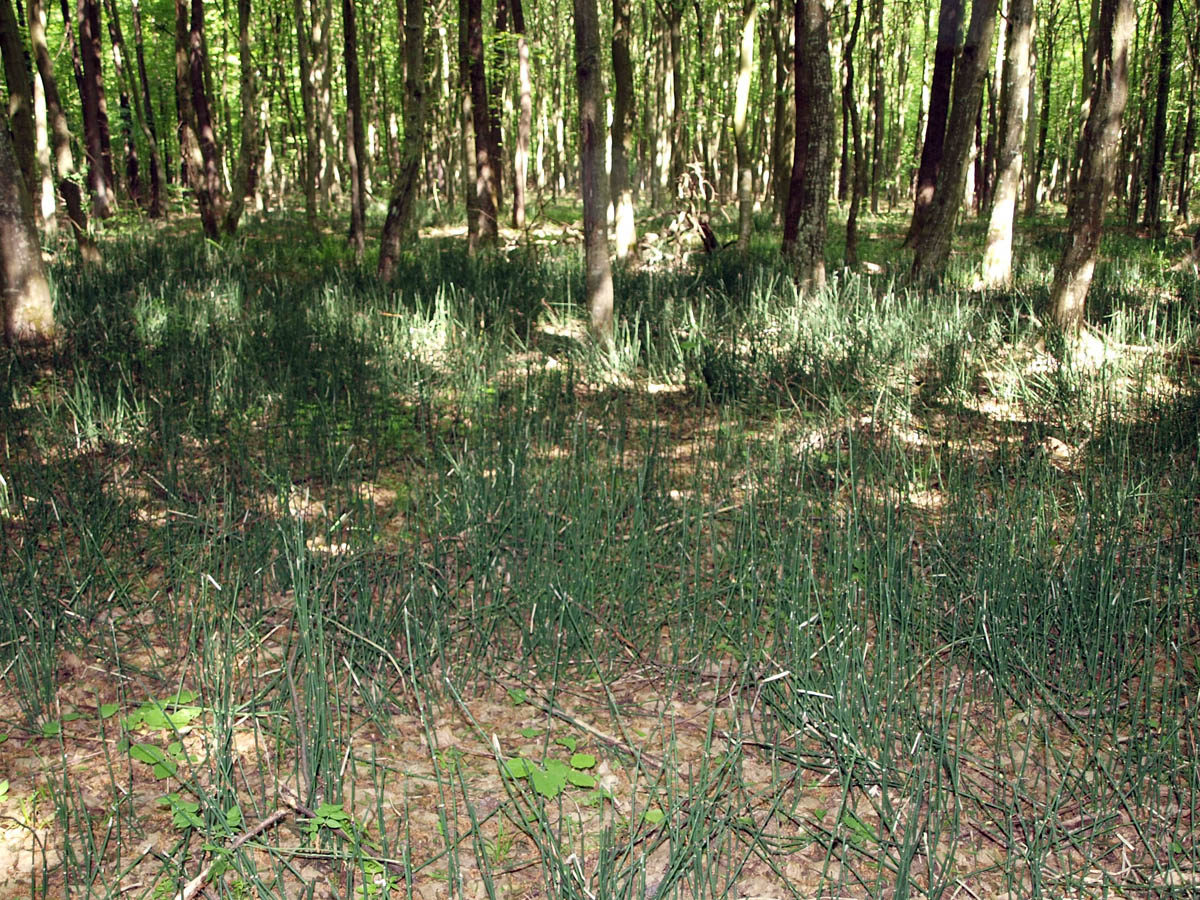 Image of Equisetum hyemale specimen.