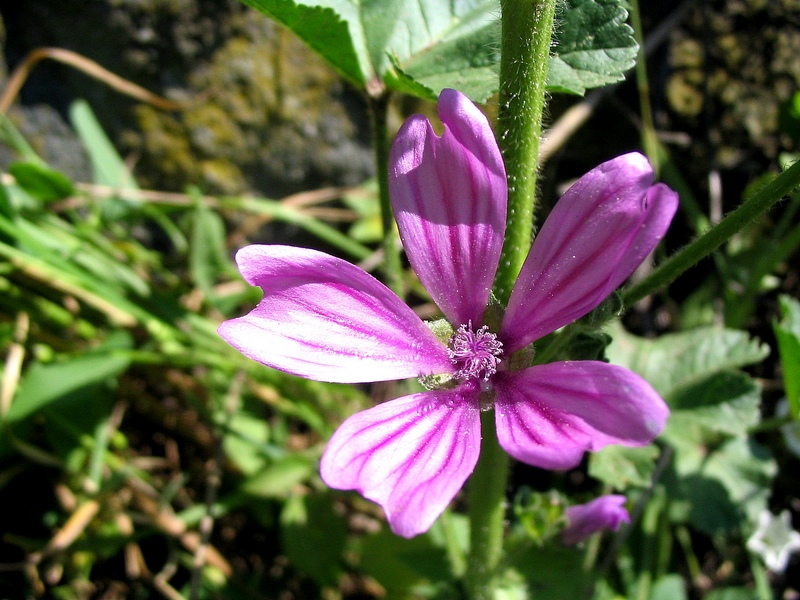 Изображение особи Malva sylvestris.