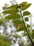 Toona sinensis