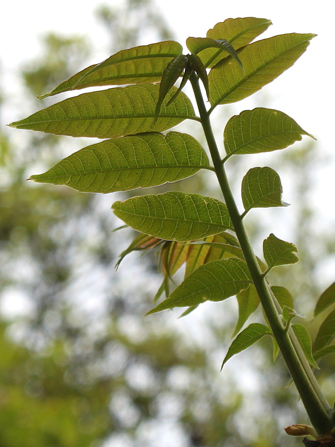 Изображение особи Toona sinensis.