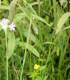 Carex capillaris. Верхушки растений с соцветиями. Ленинградская обл., Гатчинский р-н, окр. пос. Пудость, заболоченный луг в старом известняковом карьере. 08.06.2013.