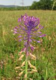 Leopoldia comosa. Верхушка соцветия. Крым, окр. с. Перевальное, ур. Аян, луговая степь. 13 июня 2013 г.