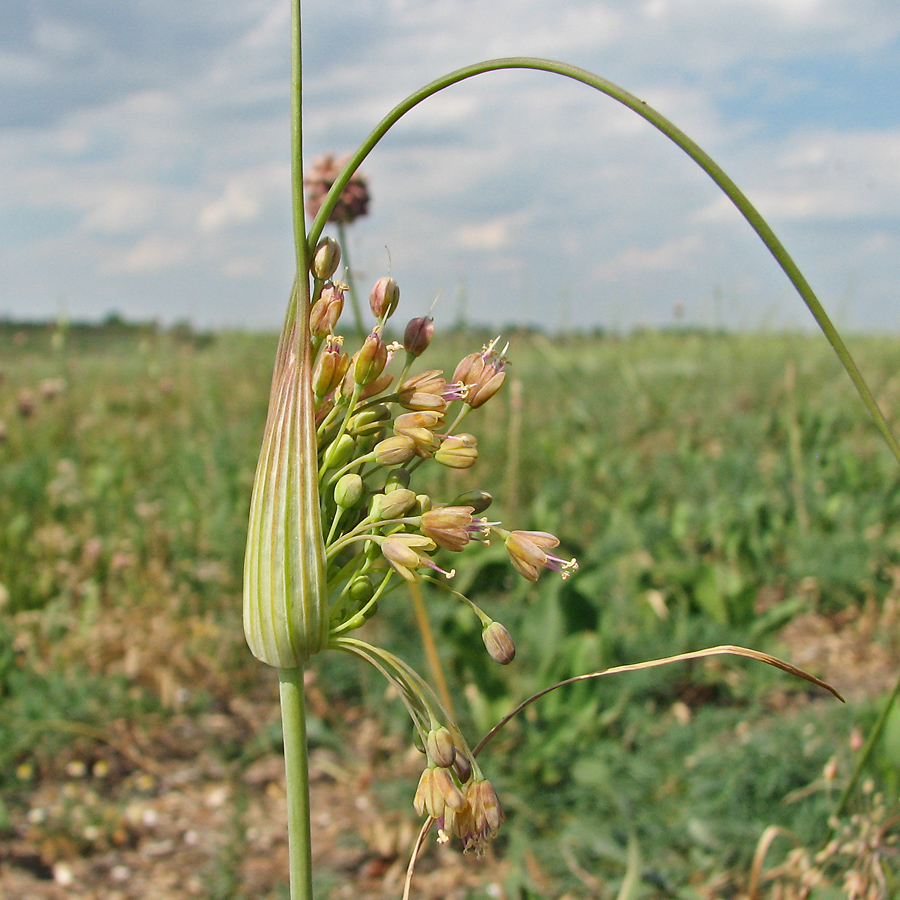 Image of Allium paczoskianum specimen.