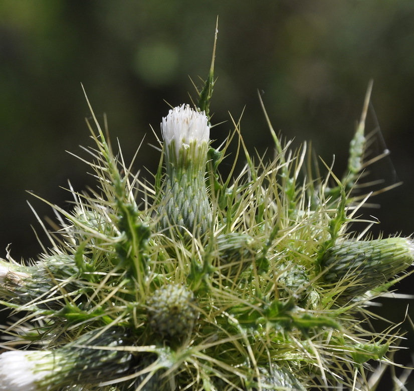 Изображение особи Cirsium candelabrum.