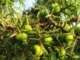Juniperus deltoides. Ветки с незрелыми шишкоягодами. Краснодарский край, Новороссийский р-н, окр. пос. Абрау-Дюрсо, можжевеловое редколесье. 14.07.2013.