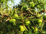 Juniperus deltoides. Ветки с незрелыми шишкоягодами. Краснодарский край, Новороссийский р-н, окр. пос. Абрау-Дюрсо, можжевеловое редколесье. 14.07.2013.