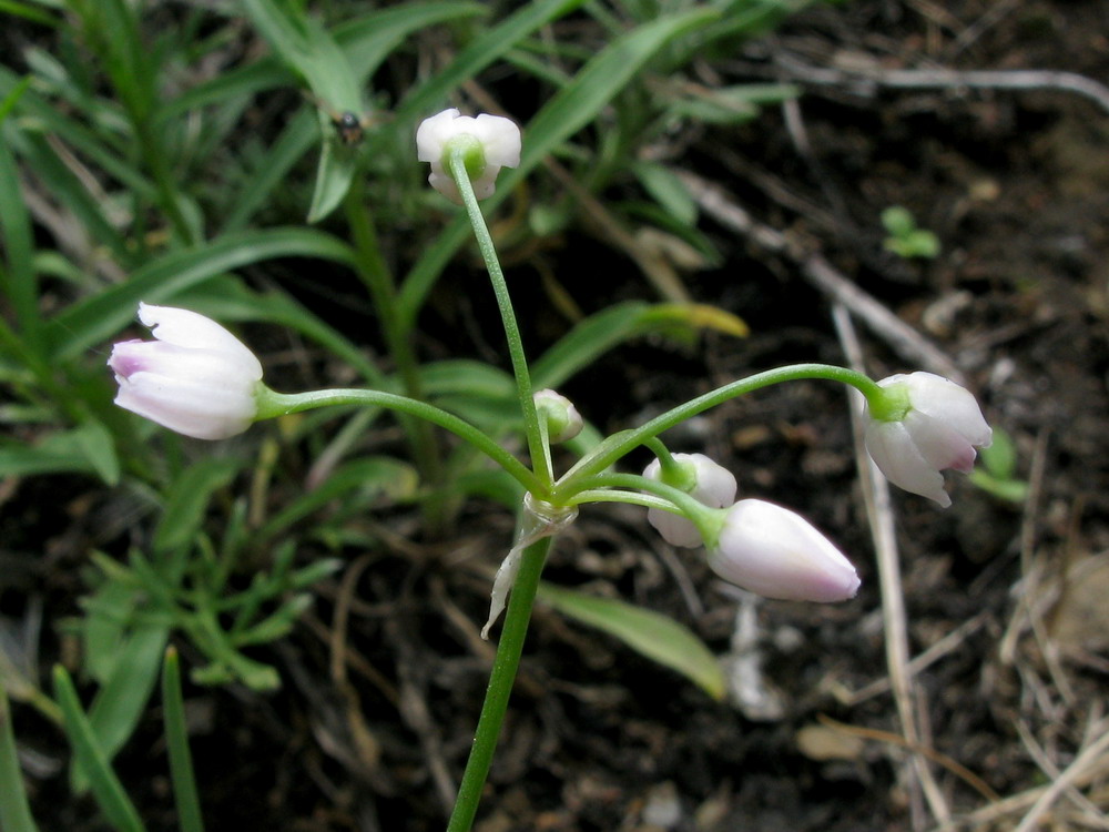 Изображение особи Allium vodopjanovae.