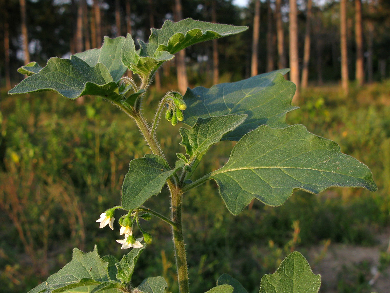 Изображение особи Solanum nigrum ssp. schultesii.