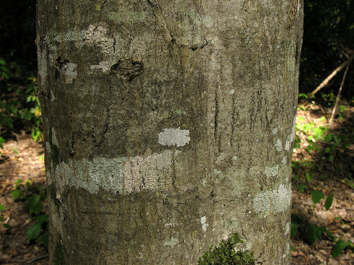 Изображение особи Carpinus betulus.