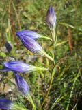 Gentiana pneumonanthe