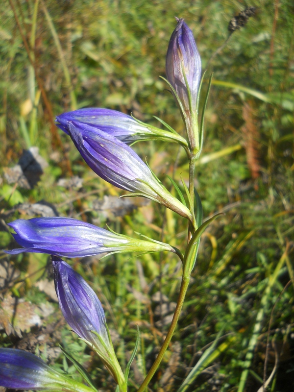 Изображение особи Gentiana pneumonanthe.