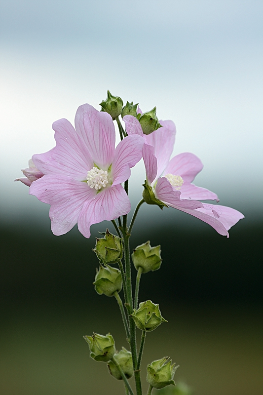 Image of Malva thuringiaca specimen.