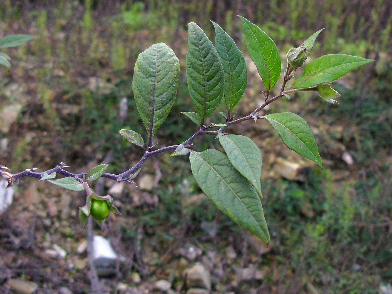 Image of Atropa caucasica specimen.