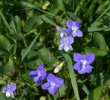 Viola canina. Цветки и листья. Московская обл., Раменский р-н, окр. ж.-д. платформы Хрипань, залежь. 13.05.2013.