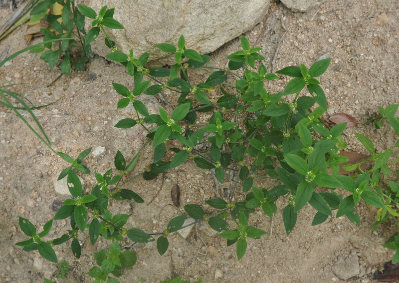 Image of Spermacoce ocymoides specimen.