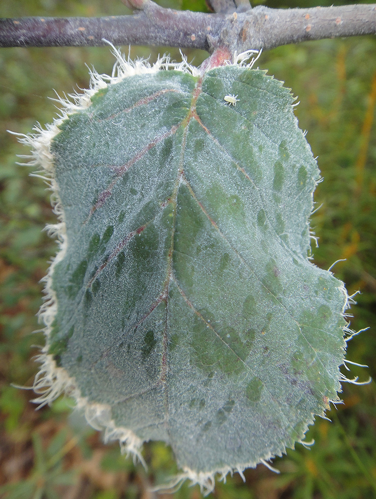 Изображение особи Duschekia fruticosa.