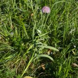 Allium amblyophyllum. Цветущее растение. Юго-восточный Казахстан, Кунгей Алатау, окр. Первого Кульсайского оз. 05.07.2013.