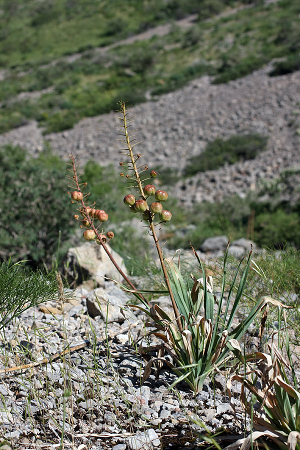 Изображение особи Eremurus lactiflorus.